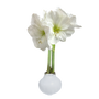 White Flower Waxed Amaryllis White Base 18 Bulbs/Case