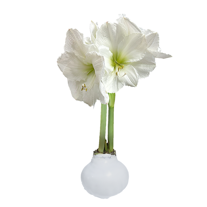 White Flower Waxed Amaryllis White Base 18 Bulbs/Case