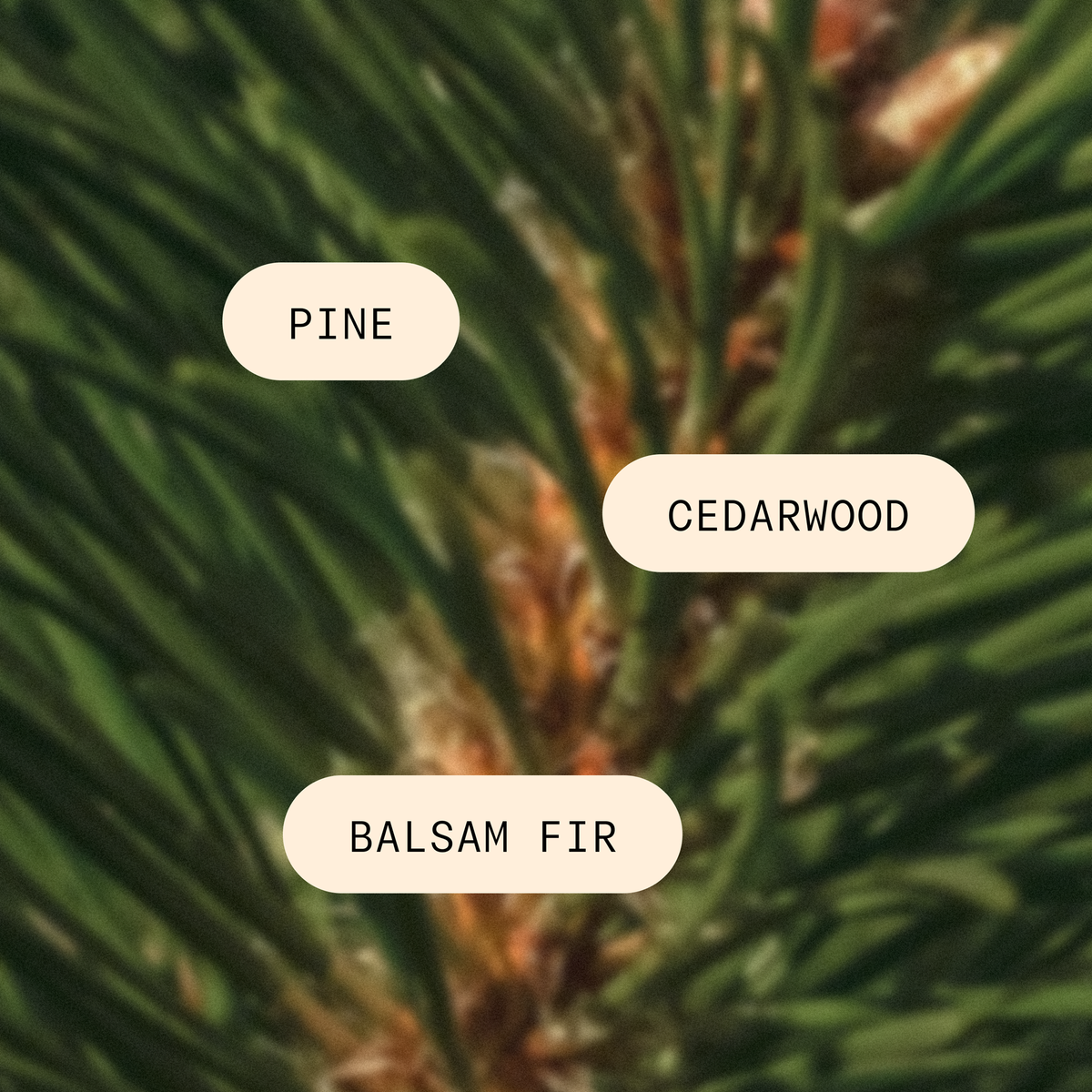 The Smell of Tree - Pura Home Diffuser Scent Refill