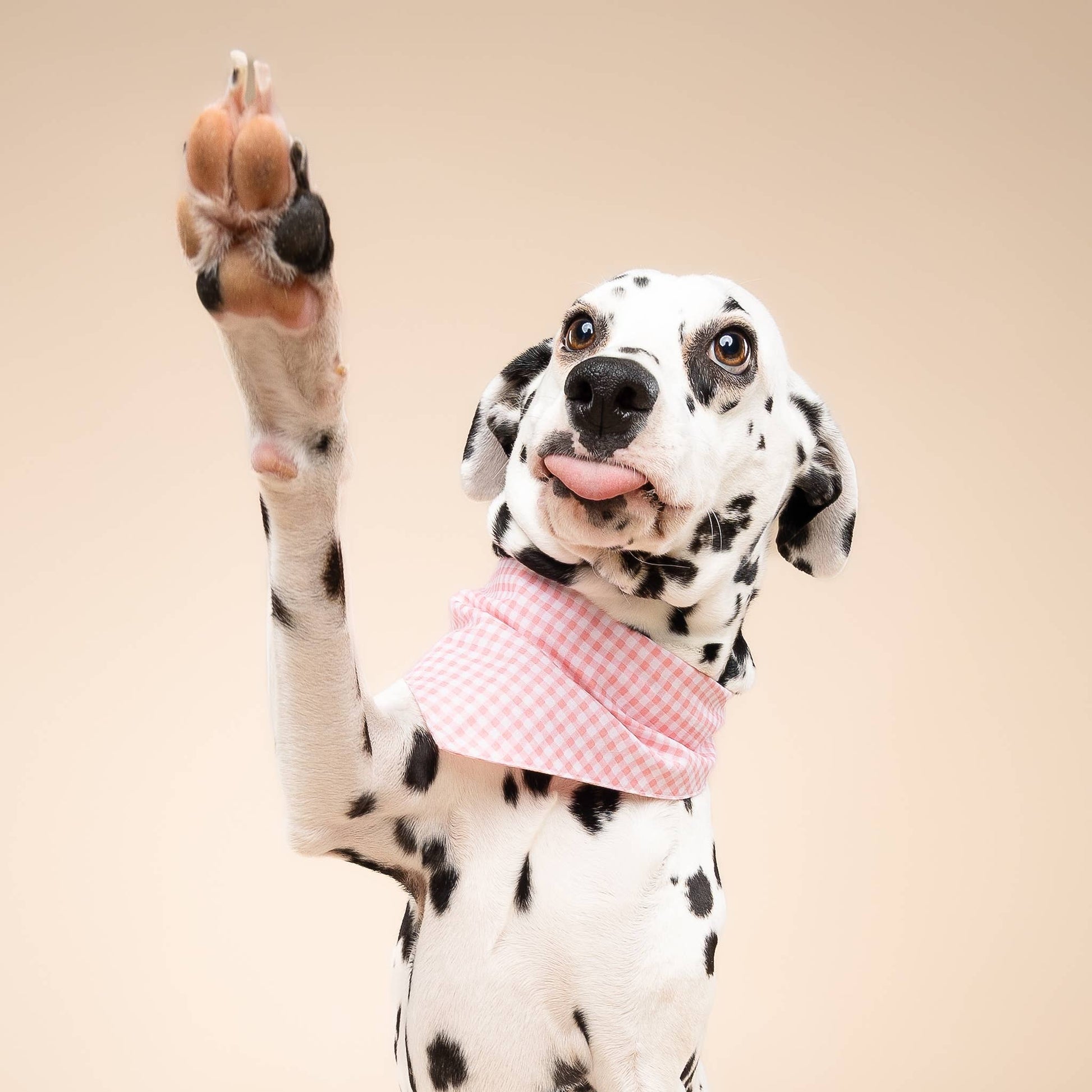 Pink Gingham Dog Bandana