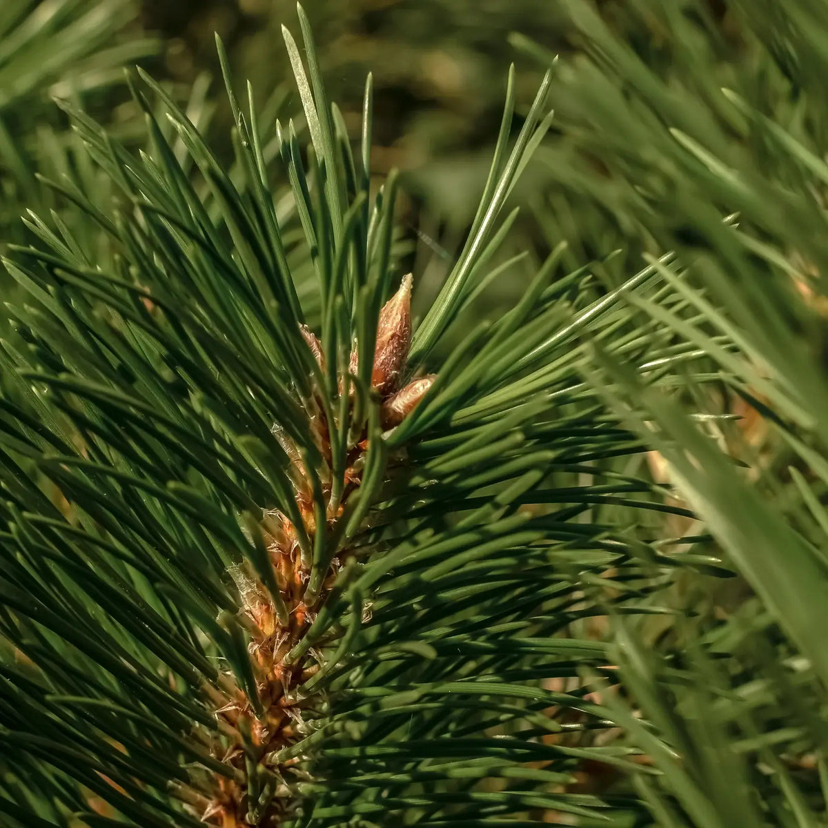 Frasier Fir by Thymes - Pura Car Refill