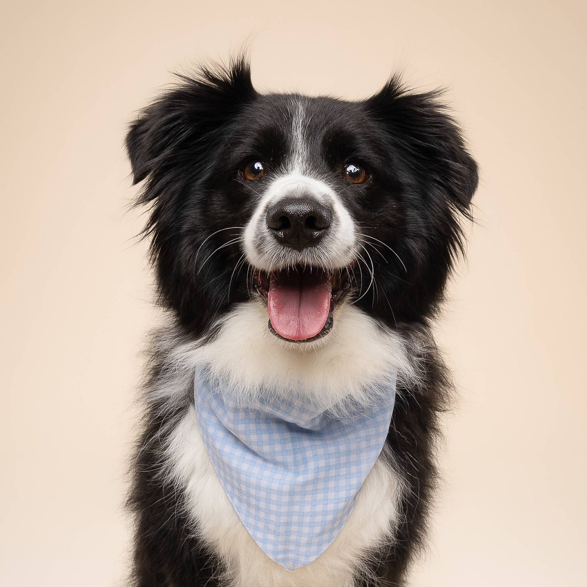 Baby Blue Gingham Dog Bandana