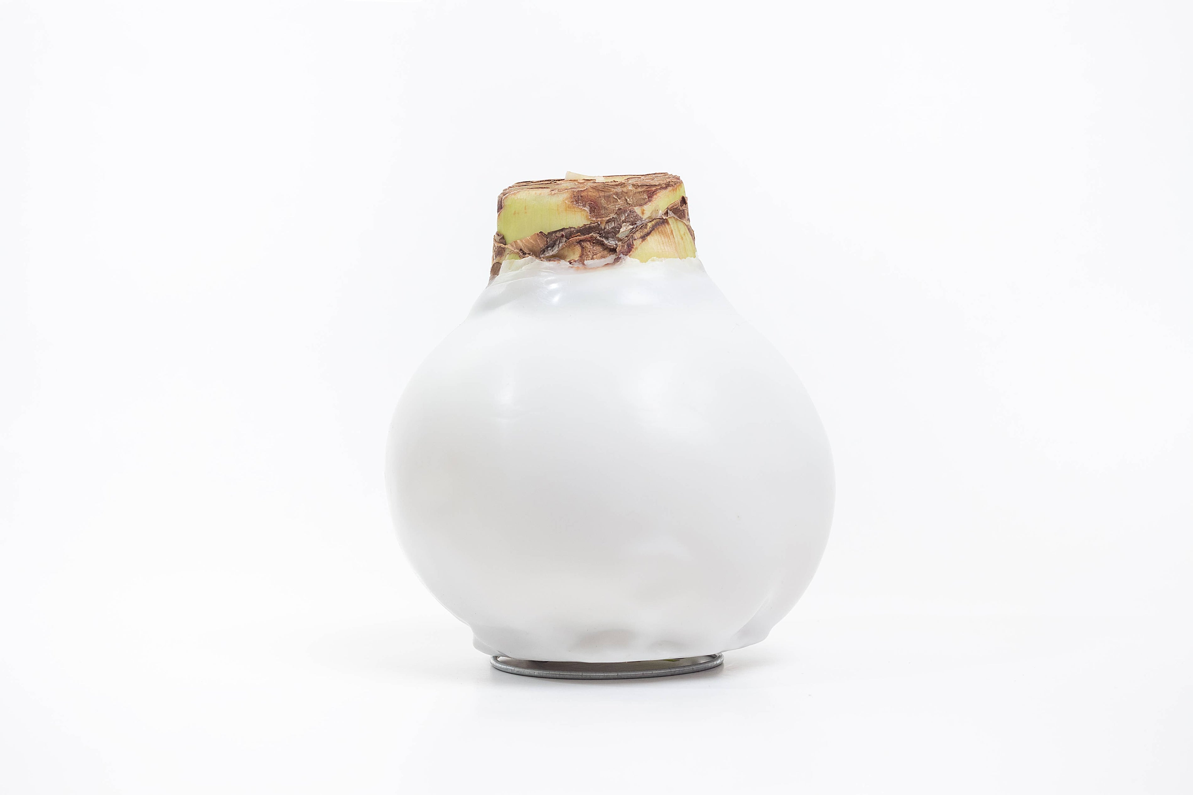 Double White Flower White Wax 36cm+ 18 bulbs/crate