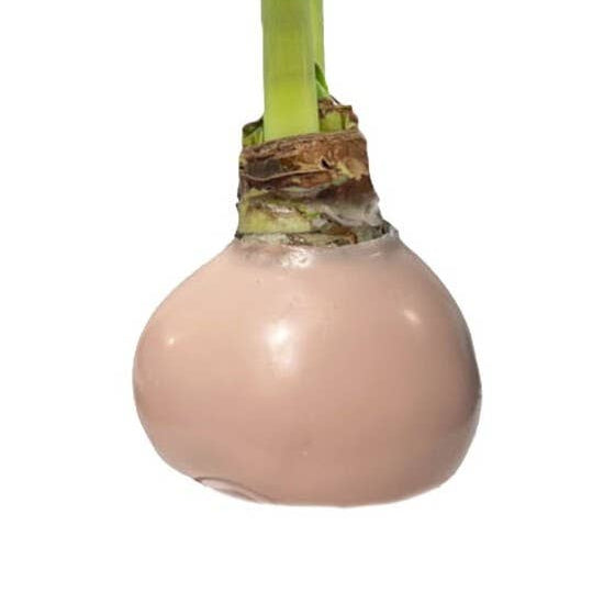 Luna Amaryllis With Gossamer Pink Wax Base