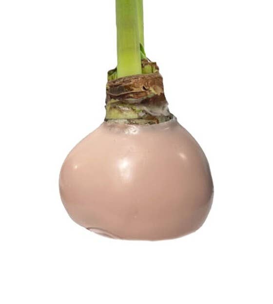 Luna Amaryllis With Gossamer Pink Wax Base