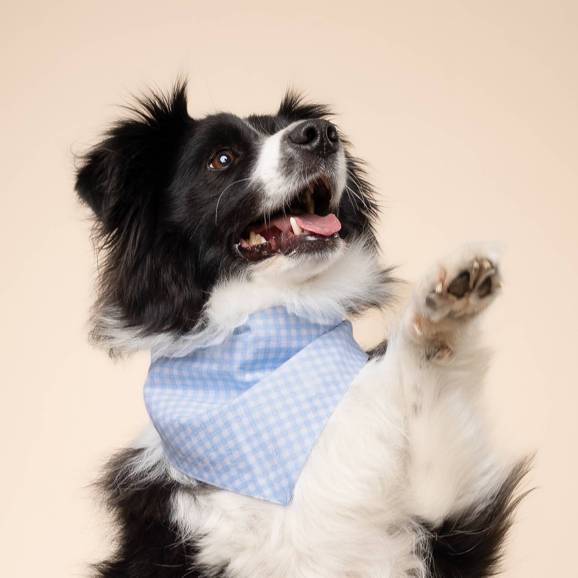 Baby Blue Gingham Dog Bandana