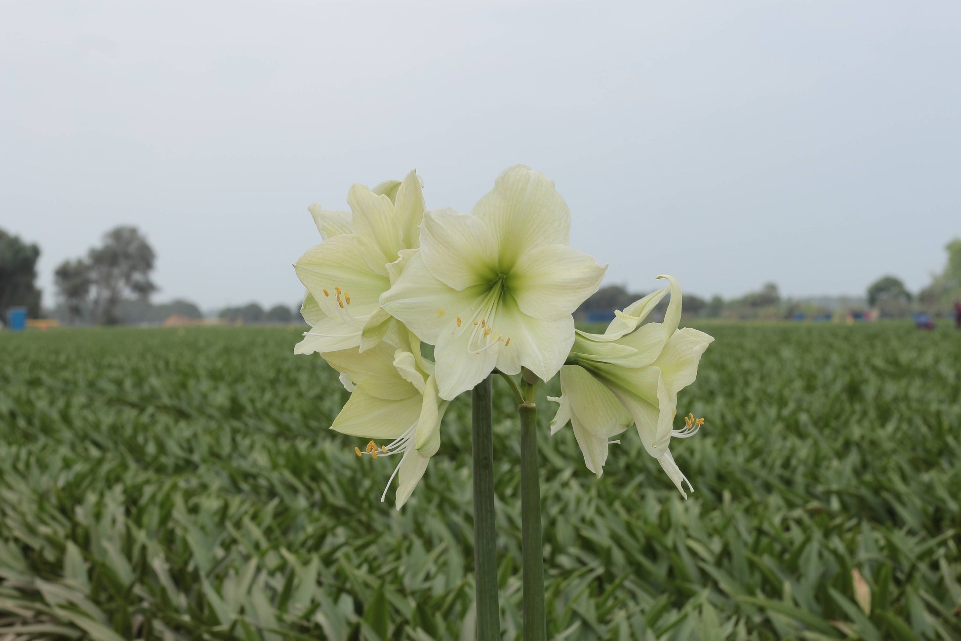 Luna Amaryllis With Gossamer Pink Wax Base