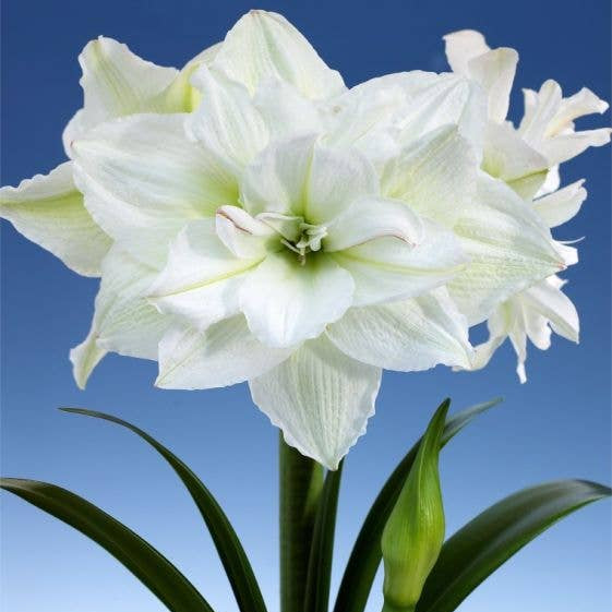 Double White Flower White Wax 36cm+ 18 bulbs/crate