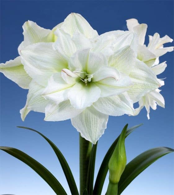 Double White Flower White Wax 36cm+ 18 bulbs/crate
