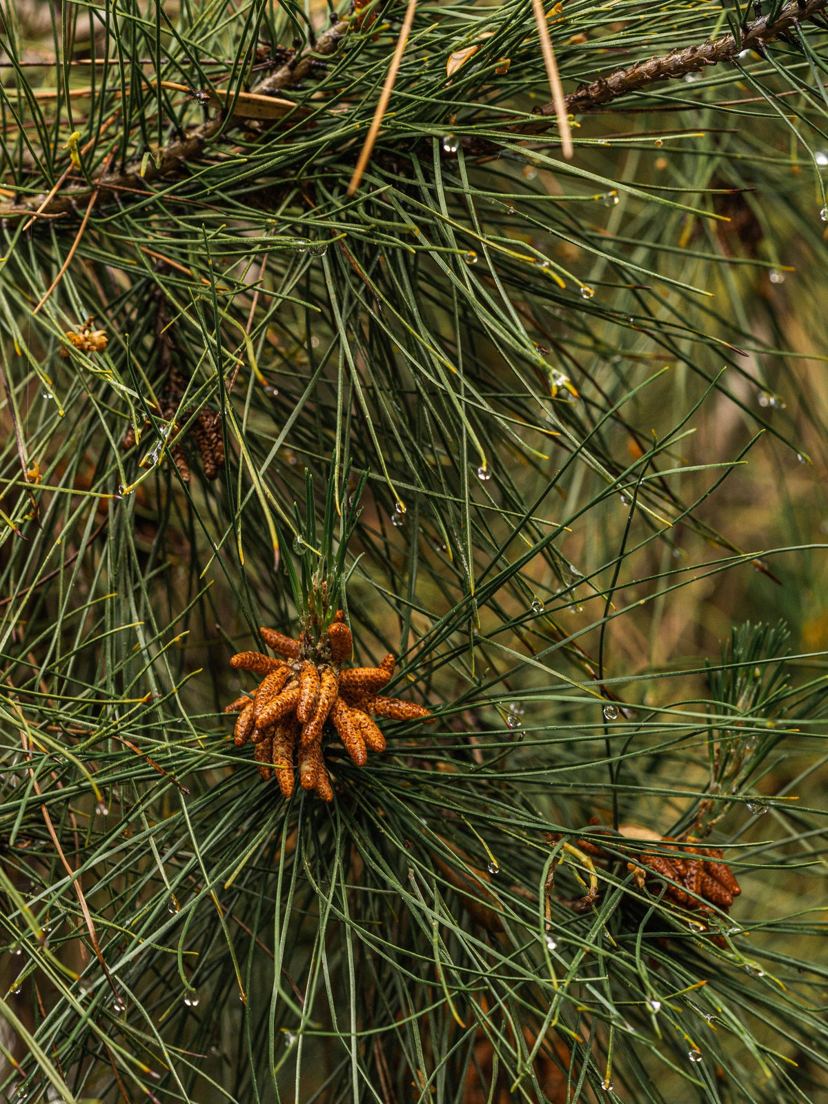Pine by Simplicity - Pura Home Diffuser Scent Refill