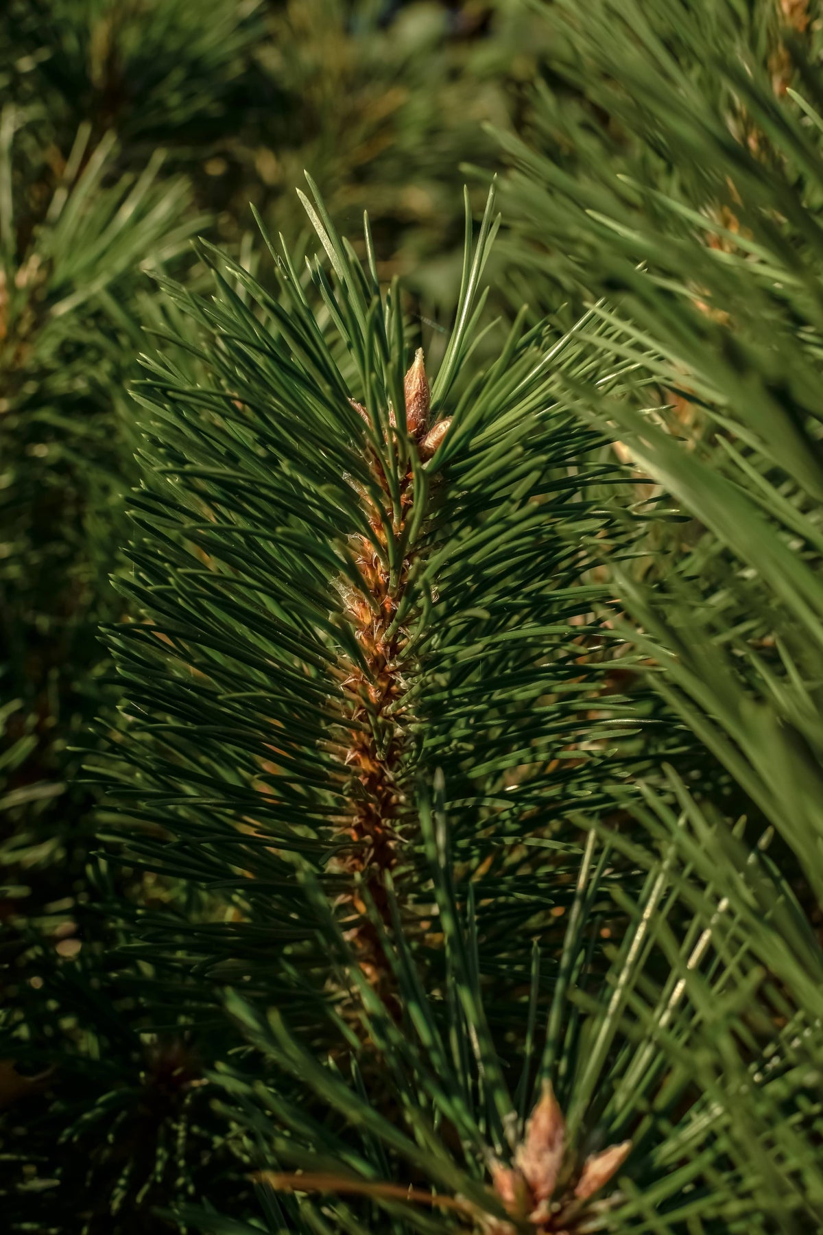 Balsam & Cedar by Illume - Pura Car Refill